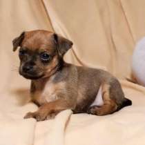 Той терьер Благовещенске, в Благовещенске