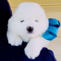 Белоснежные Ми-Ми мишки самоедики)!, в Орле