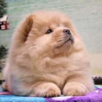 Щенки МИНИ ЧАУ. Щенячья метрика СКОР/IKU, в Москве