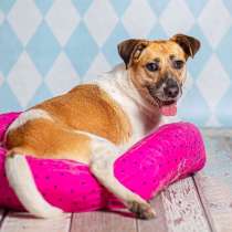 Метис джек-рассел-терьера Герда в дар, в Москве