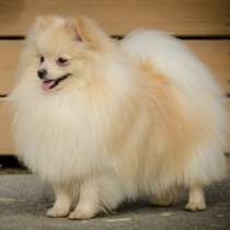 Щенок немецкого шпица, в Санкт-Петербурге