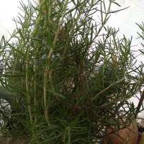 Розмарин продаю, в г.Чебоксары