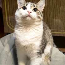 Молодая кошечка Нюша ищет семью, в Москве
