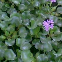 Очистка почвы эйхорнией от техногенных загрязнителей, в Астрахани