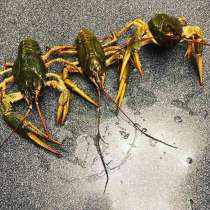 Живые раки, в Москве