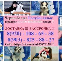 Хаски классных щеночков продаю, в Краснодаре
