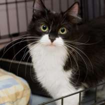 Пушистый джентельмен Фругурт мечтает найти семью, в Москве