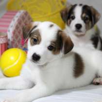 Белые жемчужинки ищут дом. Вырастут маленькими, в Москве