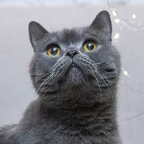 Ищет дом молодой британский котик Оксфорд, в Москве