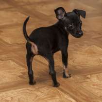 Той терьер Магадан, в Магадане