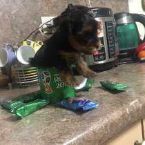 Очень красивые щенки Йоркширского терьера, в Москве