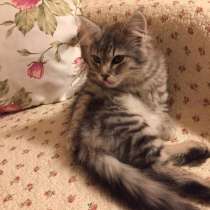 Метис сибирской кошечки!, в Москве