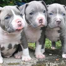 American bully standart, в г.Culoz