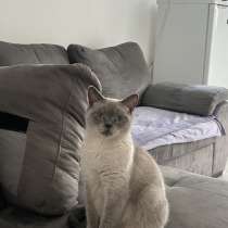 Ищем породистого кота для случки с шотландской кошкой, Санте, в г.Лимасол