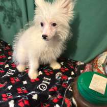 Продаю собаку, в Кызыле