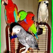 Какаду желтохохлый есть самец и самка Москва, в Москве