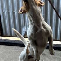 Животные, в Владикавказе