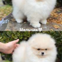 Щенок померанского шпица тип «мишка», в Краснодаре