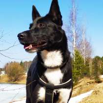 Собаку предали привязав и оставив, в Москве