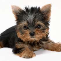 Йоркширский терьер Кызыл, в Кызыле