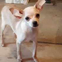 Той-терьер, в Москве