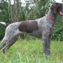 Чистокровный Курцхаар, в Москве