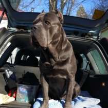 Малыши Корсики 3 мес, в Москве