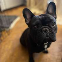 Французкий бульдог, в Москве