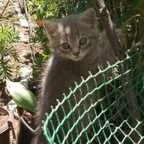 Очаровательные котята ищут дом и добрых хозяев, в г.Саки