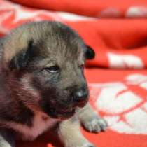 Предлагаются на продажу шикарные щенки западно-сибирской породы лайки от породных предков, в г.Минск