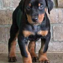 Доберман Новокуйбышев, в Новокуйбышевске