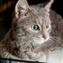 Кошечка Тереза с ласковым характером, в Москве