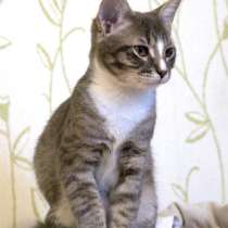 Полосатенькое чудо,очаровательный котенок Чунь в добрые руки, в г.Москва