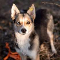 Сия 1 год метис хаски с глазами из разных миров, и с характе, в Москве