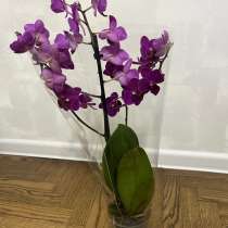 Орхидея 40 см, в г.Минск