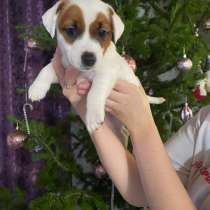 Предлагаются к продаже щенки Джен Рассол Терьер!, в Абакане