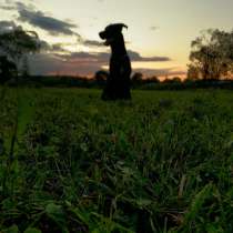 Отдам собаку в добрые руки, в Пушкине