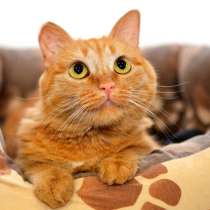 Спокойная кошечка Алисинья, в Москве