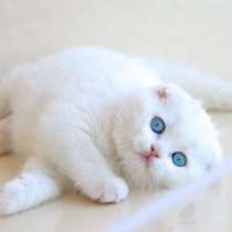 Шотландский Котёнок, в Воронеже