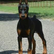 Доберман Череповец, в Череповце