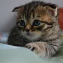 Шотландская вислоухая кошечка, в г.Гомель