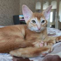 Абиссинский котёнок, в Москве