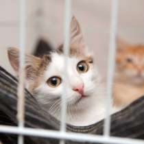 Отважный Алрик ищет друга, в Москве