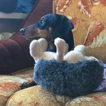 Щенок кроличьей таксы 8-и месяцев. Девочка, в Санкт-Петербурге