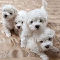 Щенки Мальтезе (болонки), в Москве