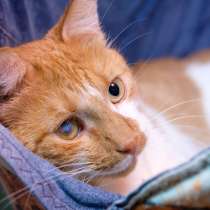 Сладкий Абрикос ищет верного друга, в Москве