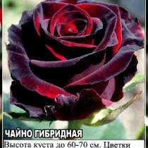Саженцы сибирских роз 2020, в Новосибирске