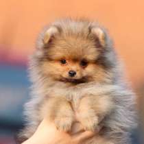 Шпиц Якутск, в Якутске