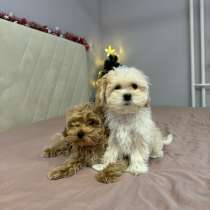 Продам мальтипу, в Екатеринбурге