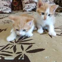 Отдам в добрые руки бесплатно, в Копейске